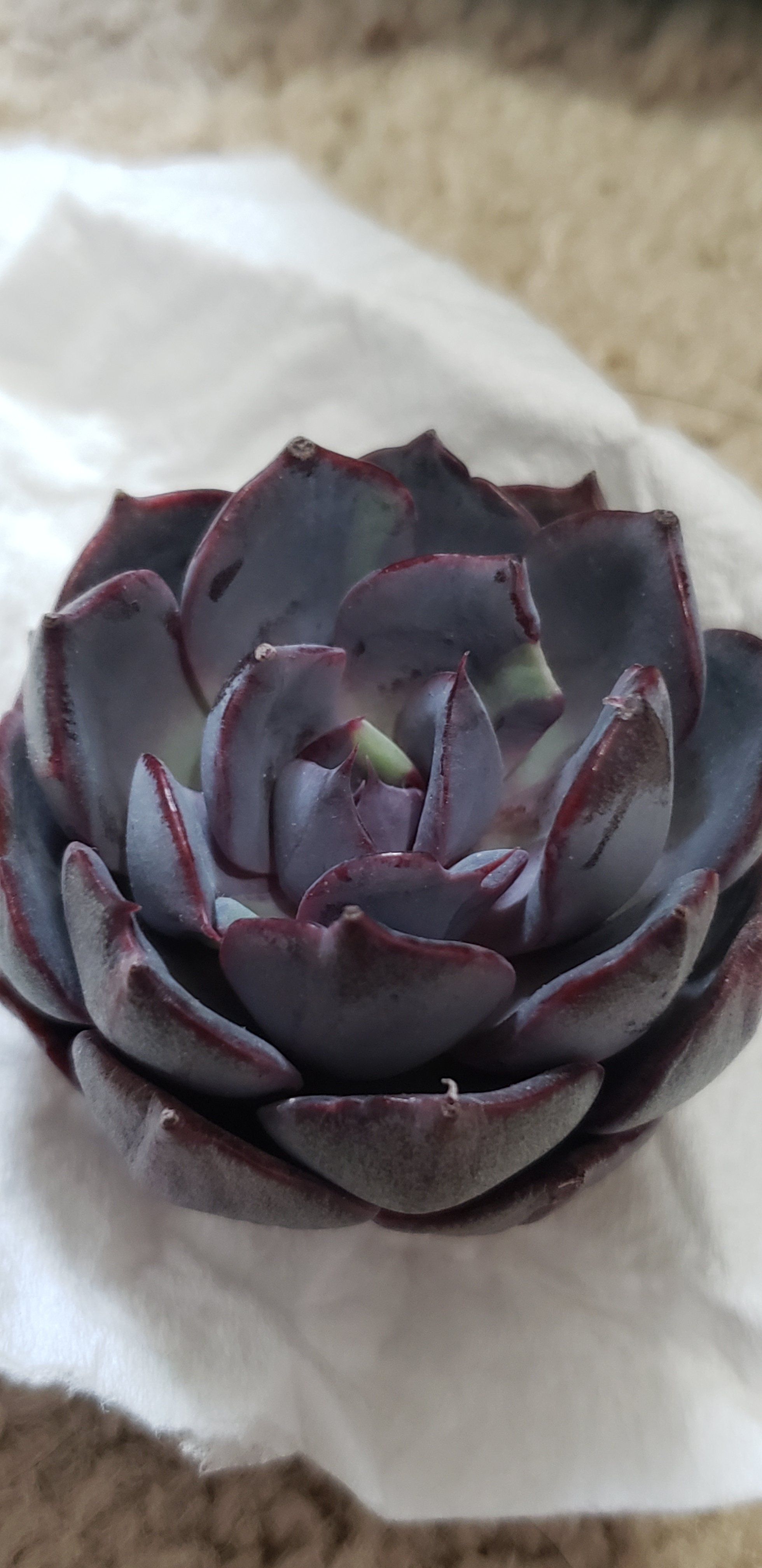 Photo of the plant species Echeveria Rose of Betrayal by @karmynsprops named Rosie 🖤 on Greg, the plant care app