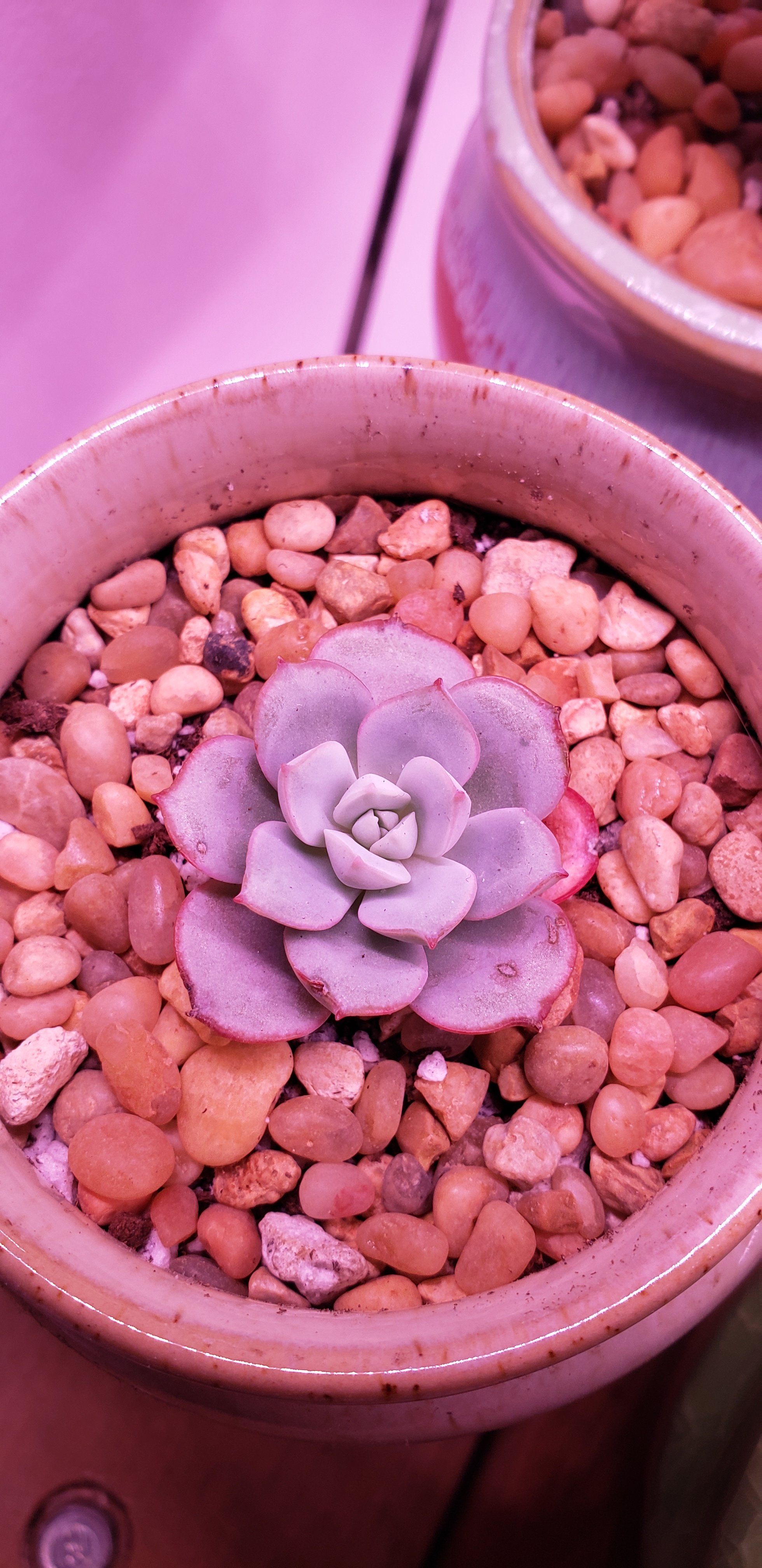 Photo of the plant species Ech.'Subcorymbosa Lau' by @karmynsprops named Lau 026 on Greg, the plant care app