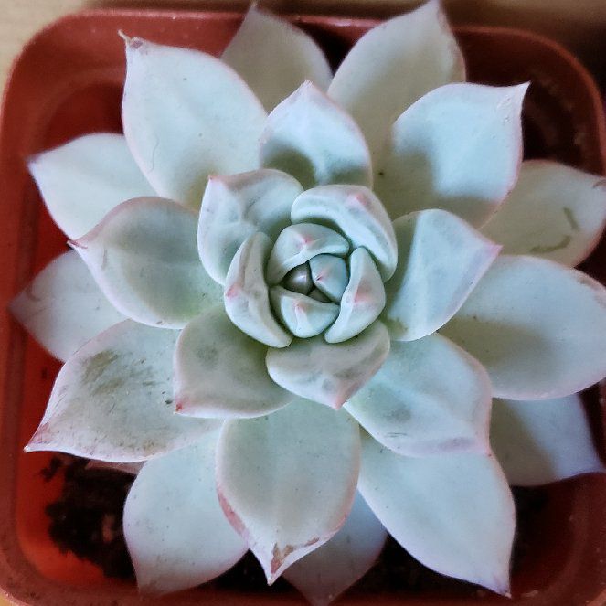 Photo of the plant species 'Blue Bird' Echeveria by @karmynsprops named Bella on Greg, the plant care app
