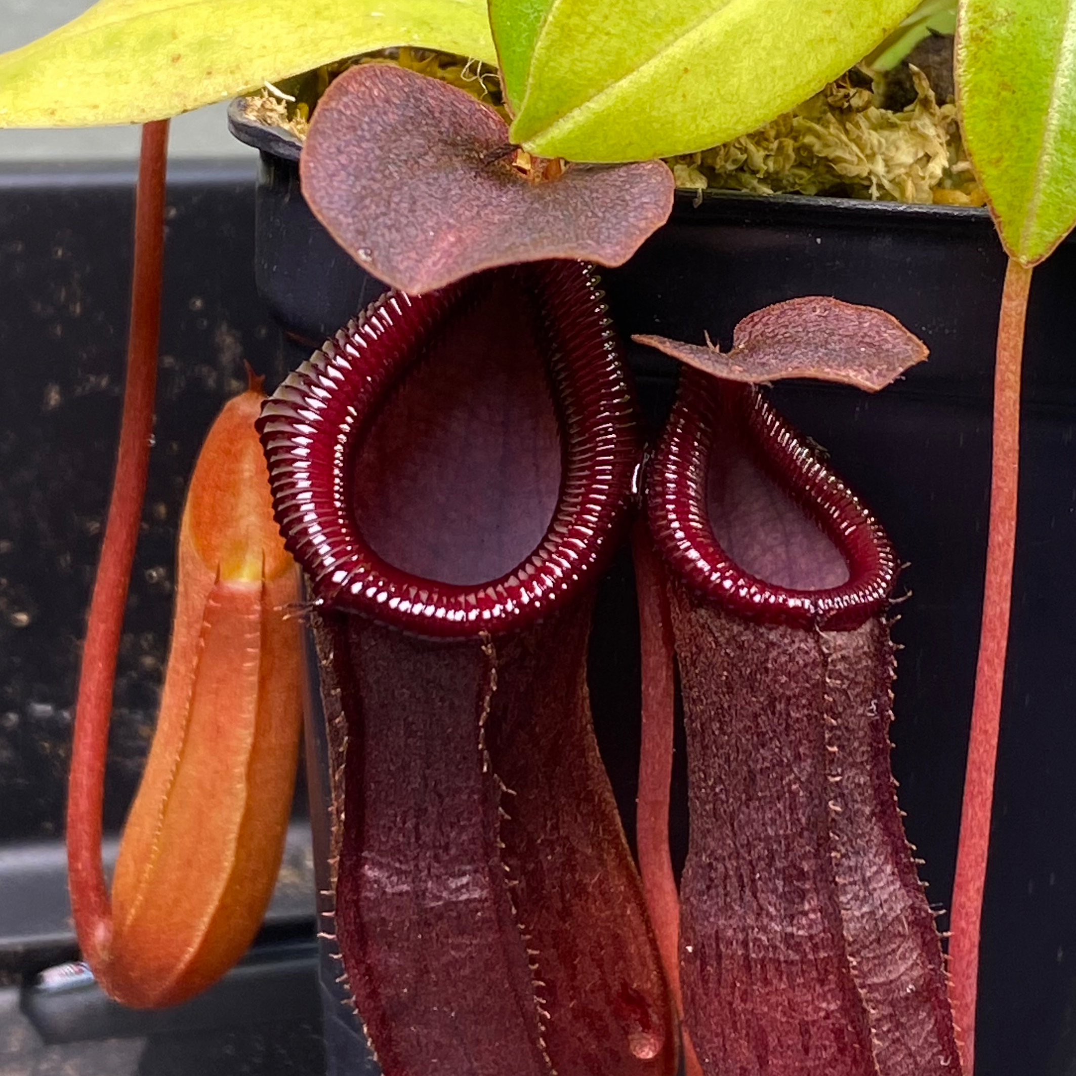 Photo of the plant species Nepenthes 'Bill Bailey' by @GheeButtersnaps named Bill Bailey on Greg, the plant care app