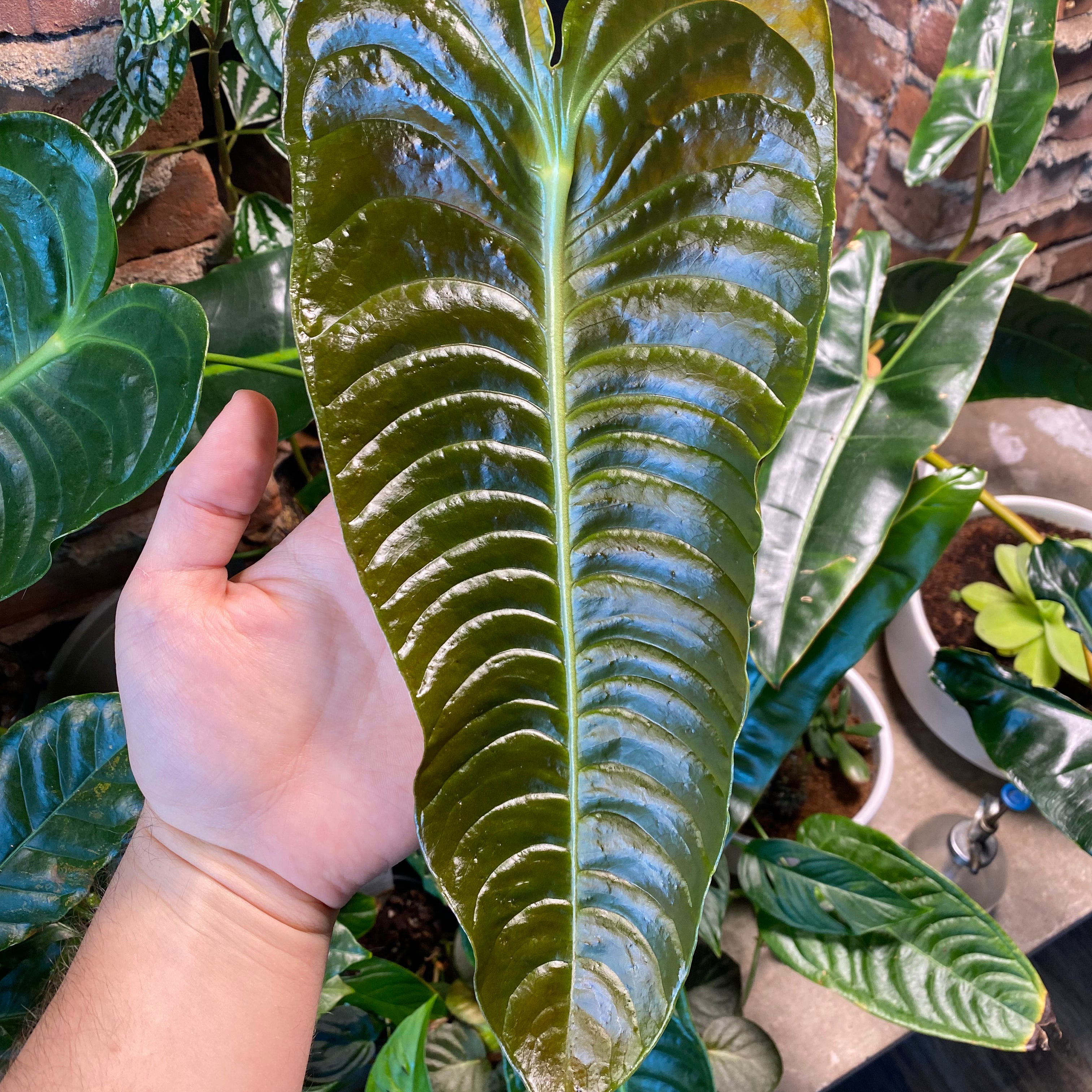 💧 How Much Humidity Does My Anthurium veitchii Need?