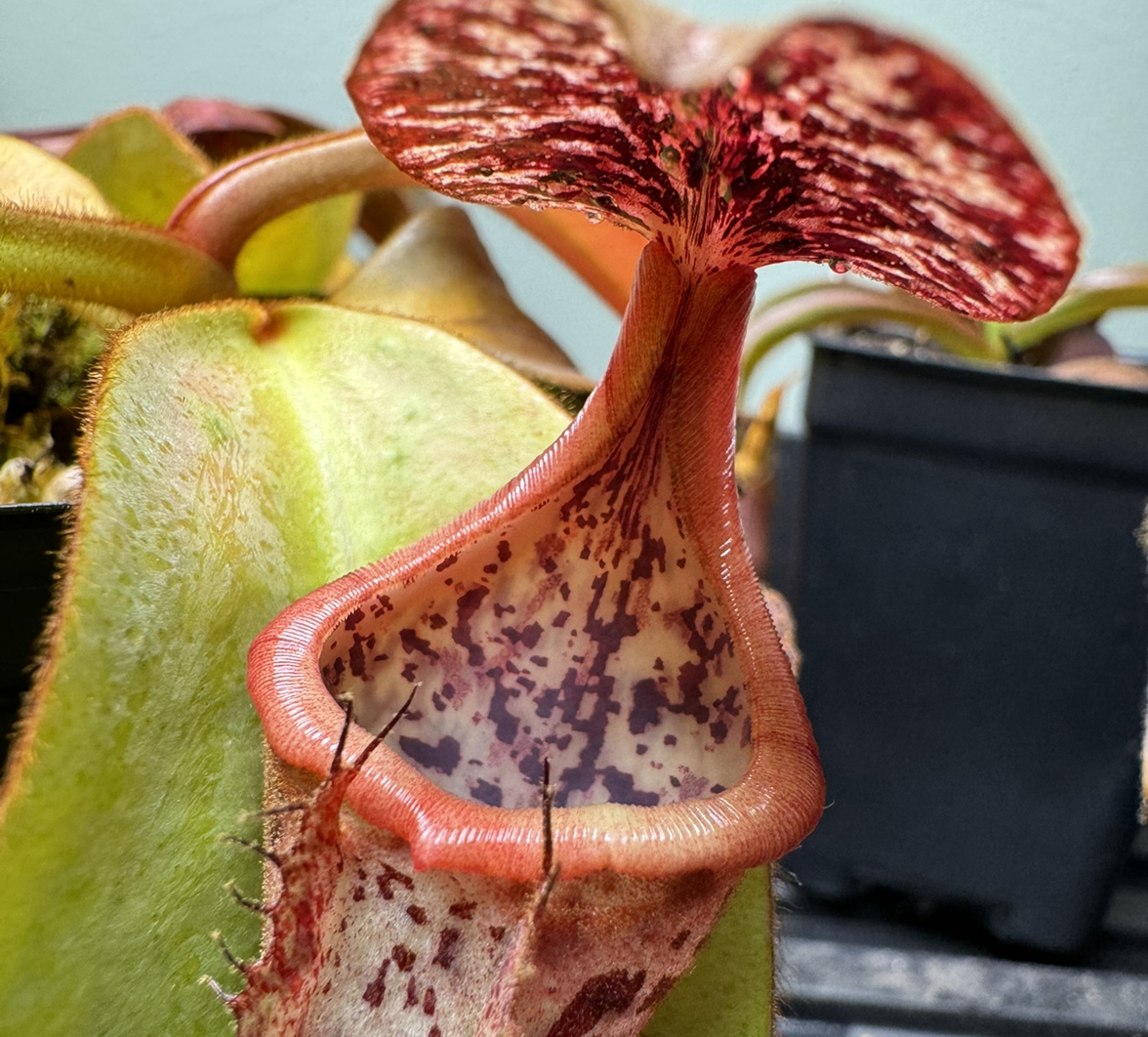 Photo of the plant species Shield-Leaved Pitcher Plant by @GheeButtersnaps named N. Marpesa x clipeata on Greg, the plant care app