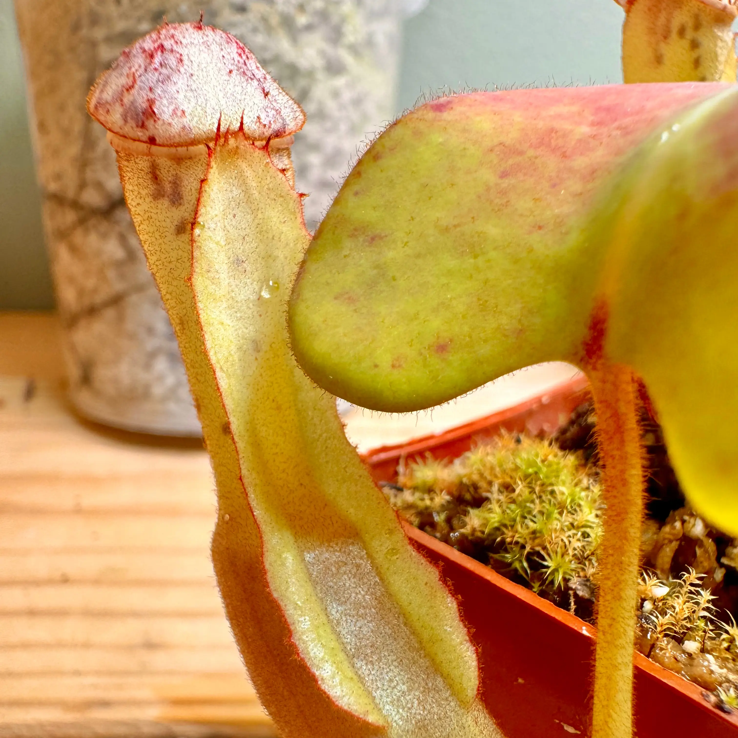 Photo of the plant species Shield-Leaved Pitcher Plant by @GheeButtersnaps named Nepenthes clipeata on Greg, the plant care app