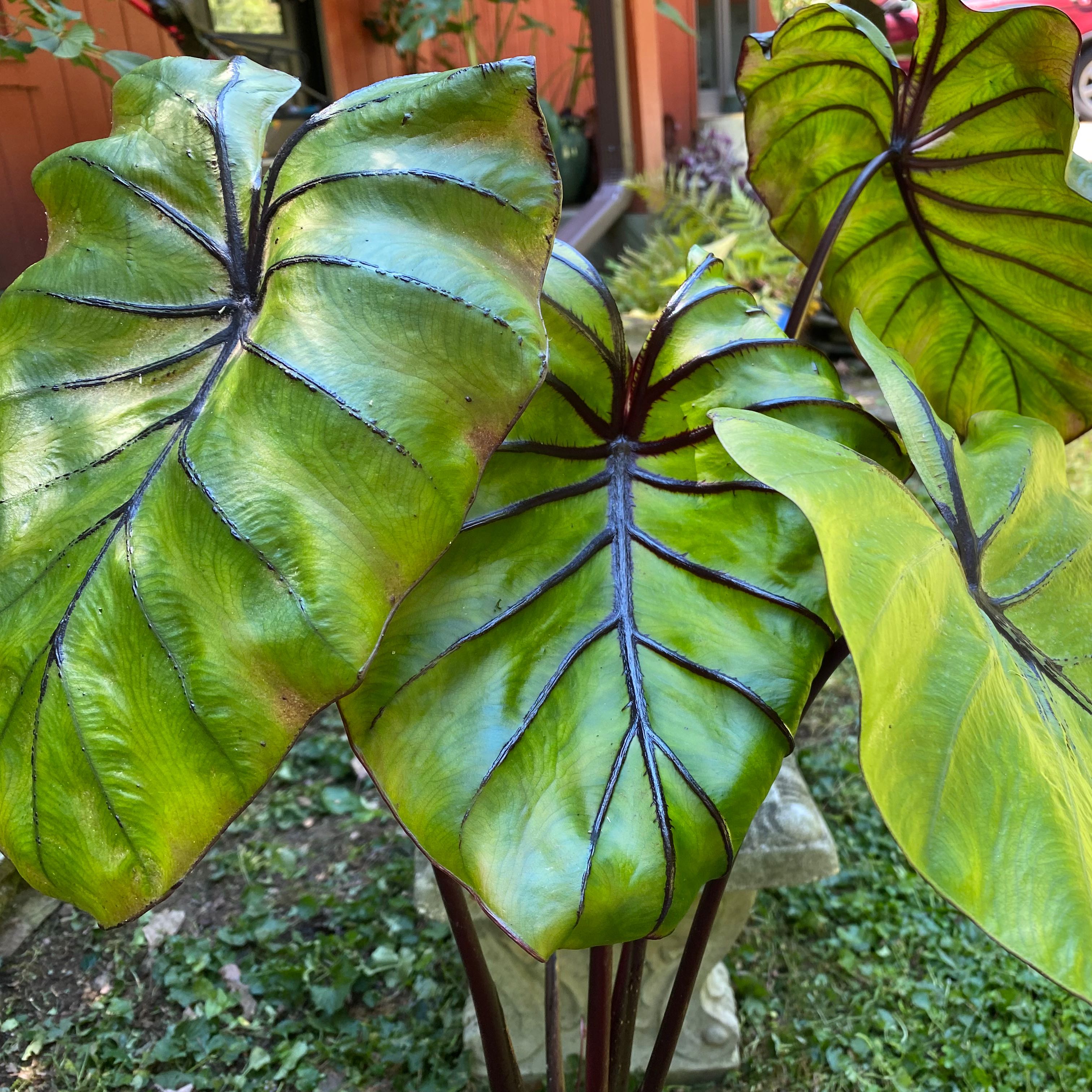 Personalized Pharaoh's Mask Elephant Ear Care: Water, Light, Nutrients