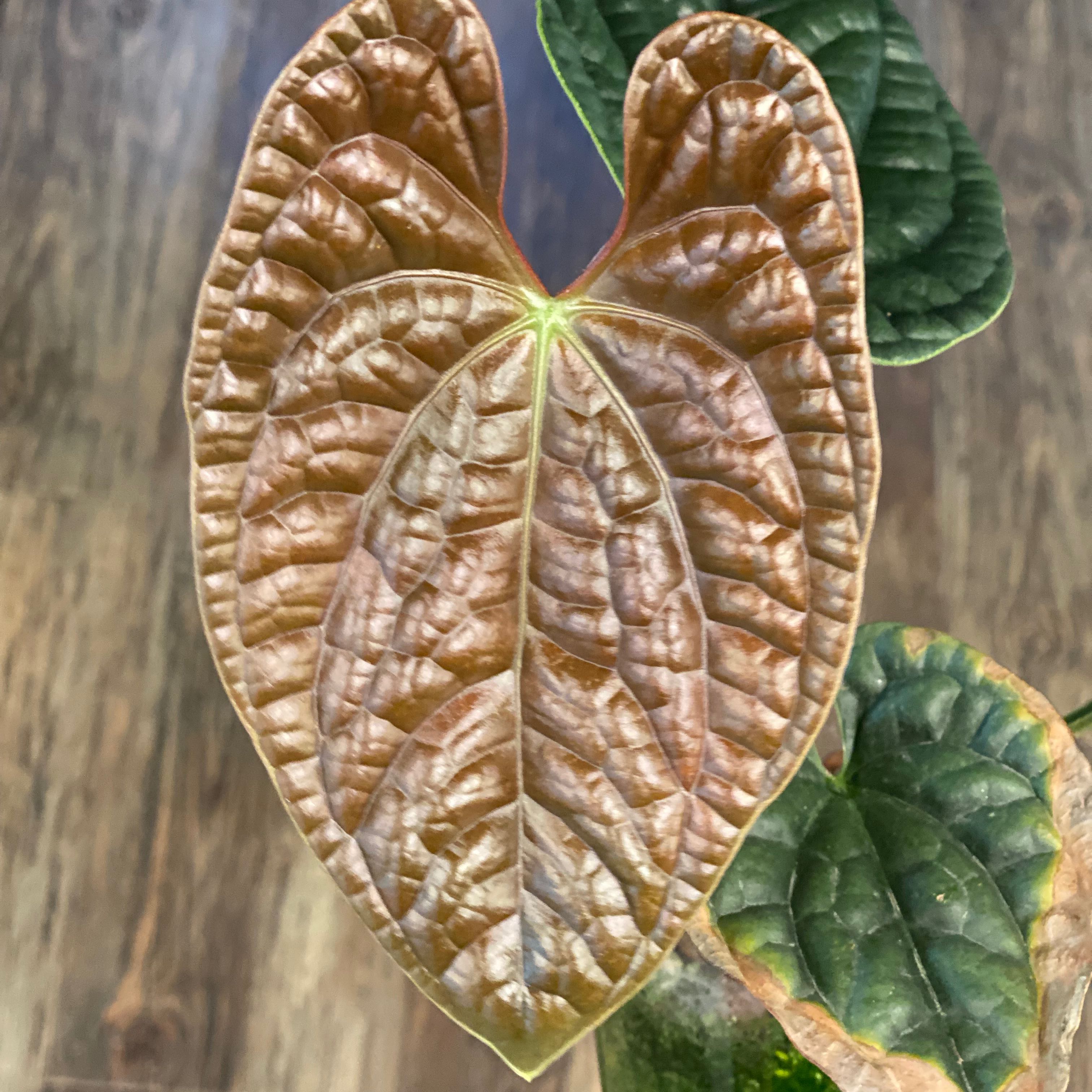 Anthurium Luxurians plant with significant leaf browning, indoor setting.