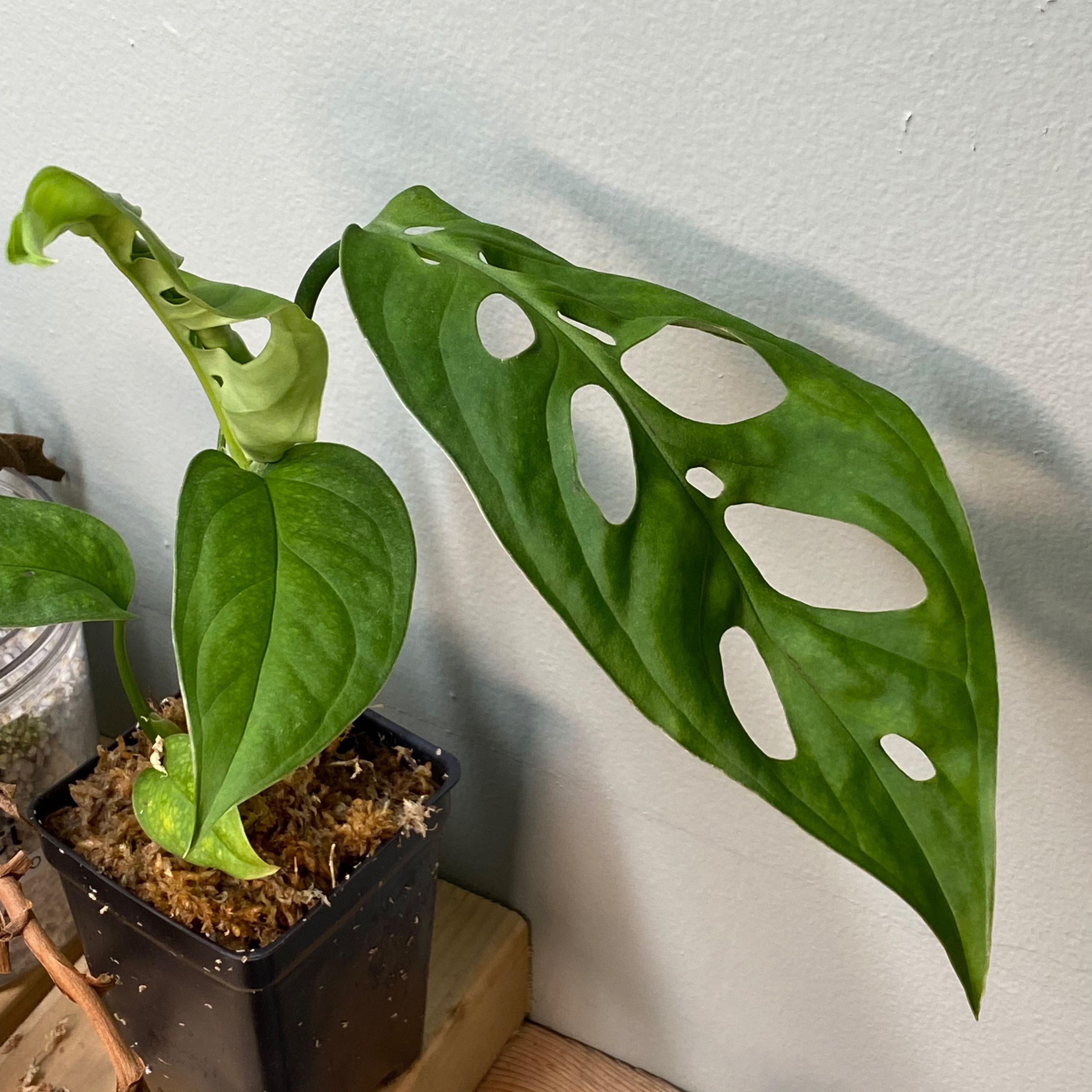 Monstera esqueleto plant with fenestrated leaves in a pot, appearing healthy.