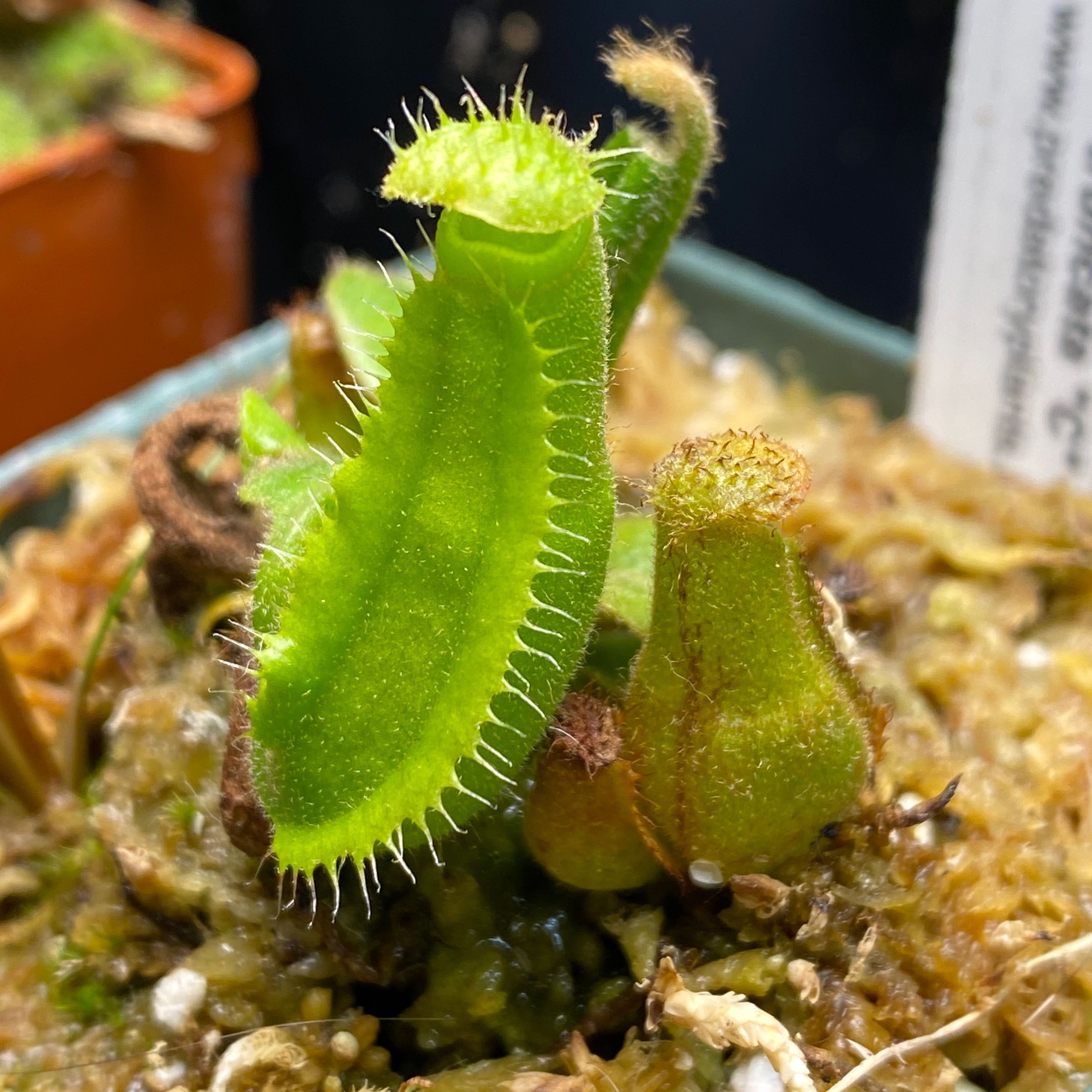Photo of the plant species Nepenthes Truncata by @GheeButtersnaps named Nepenthes truncata on Greg, the plant care app