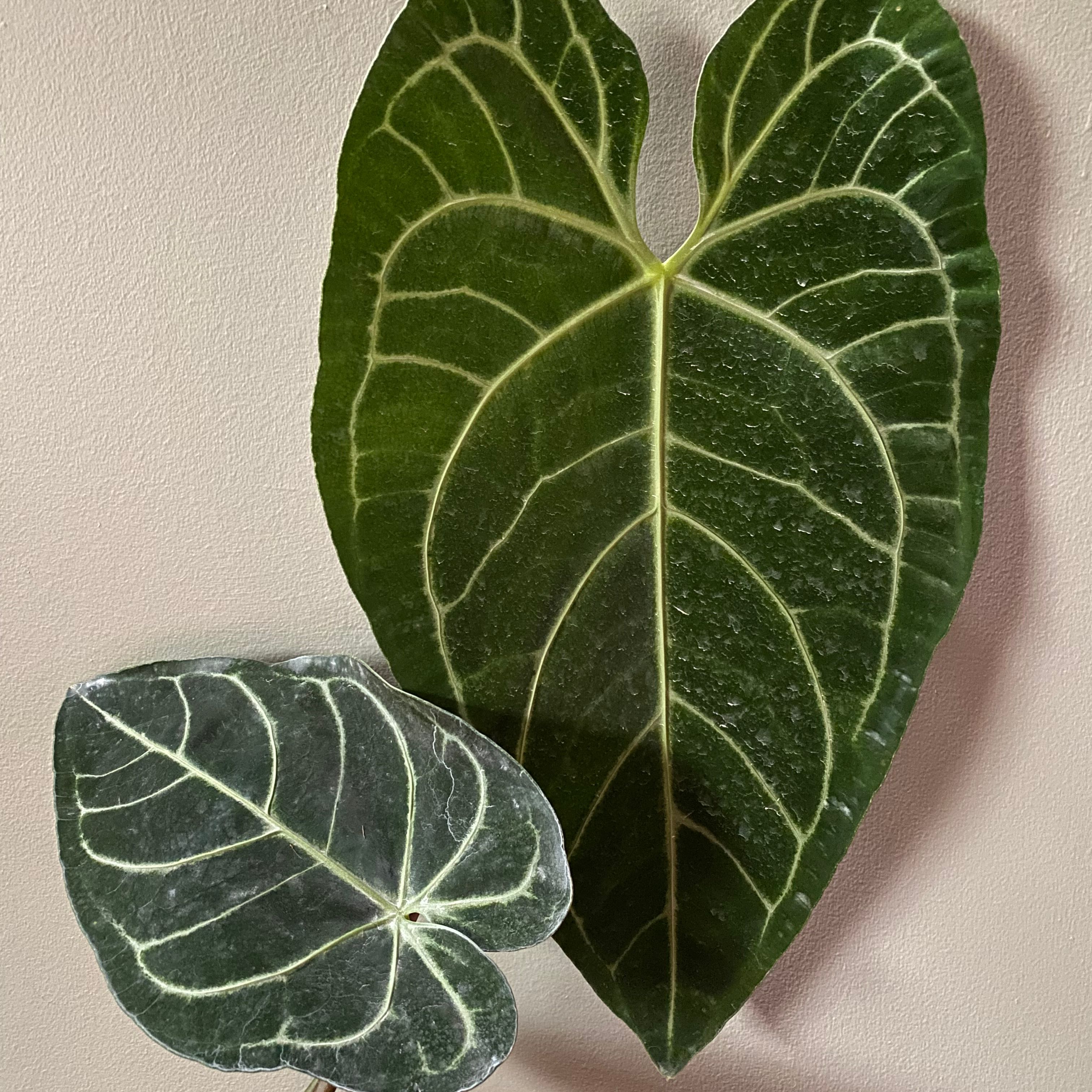 Two leaves of an Anthurium regale plant with prominent white veins.