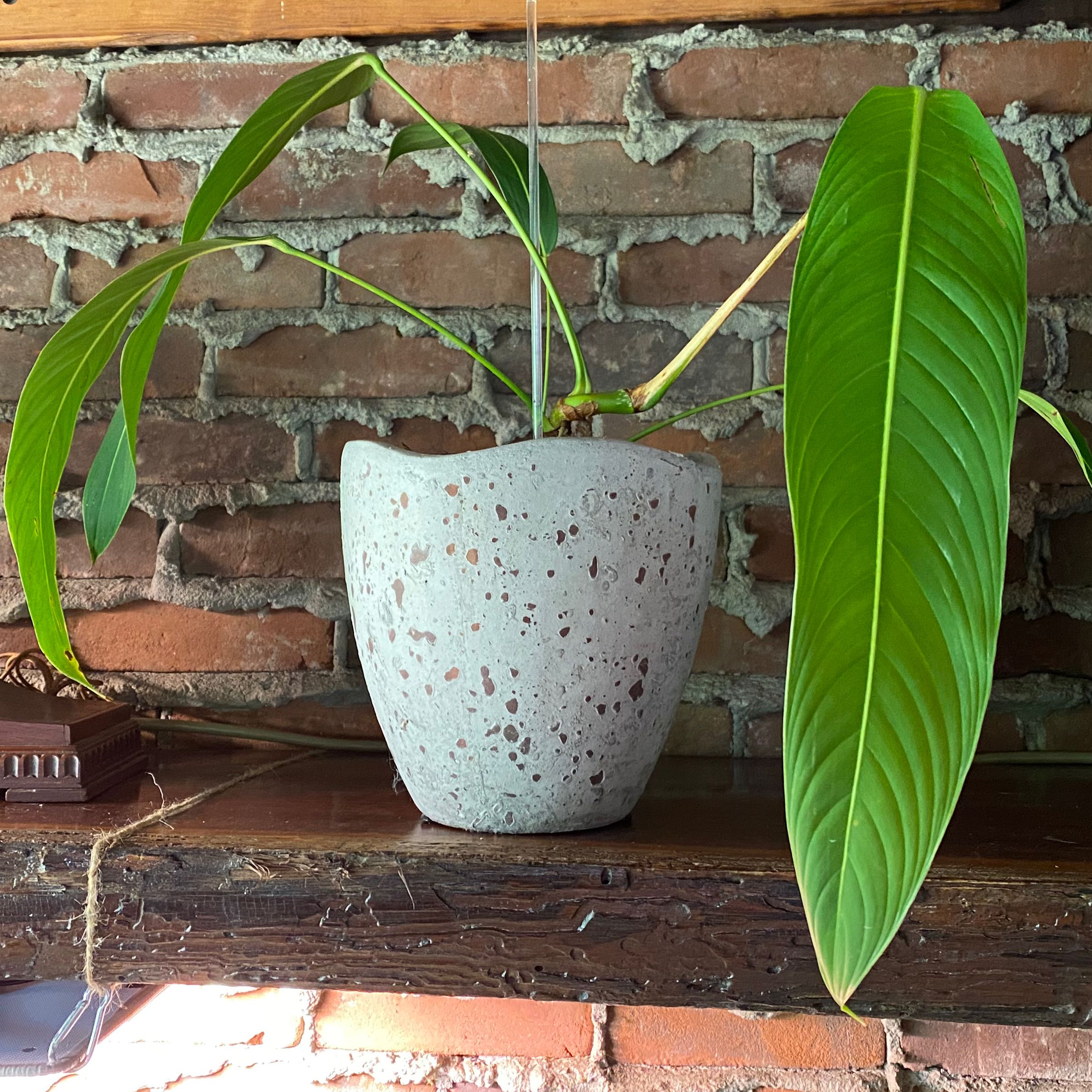 Photo of the plant species Philodendron heterocraspedon by @GheeButtersnaps named Sigmund on Greg, the plant care app