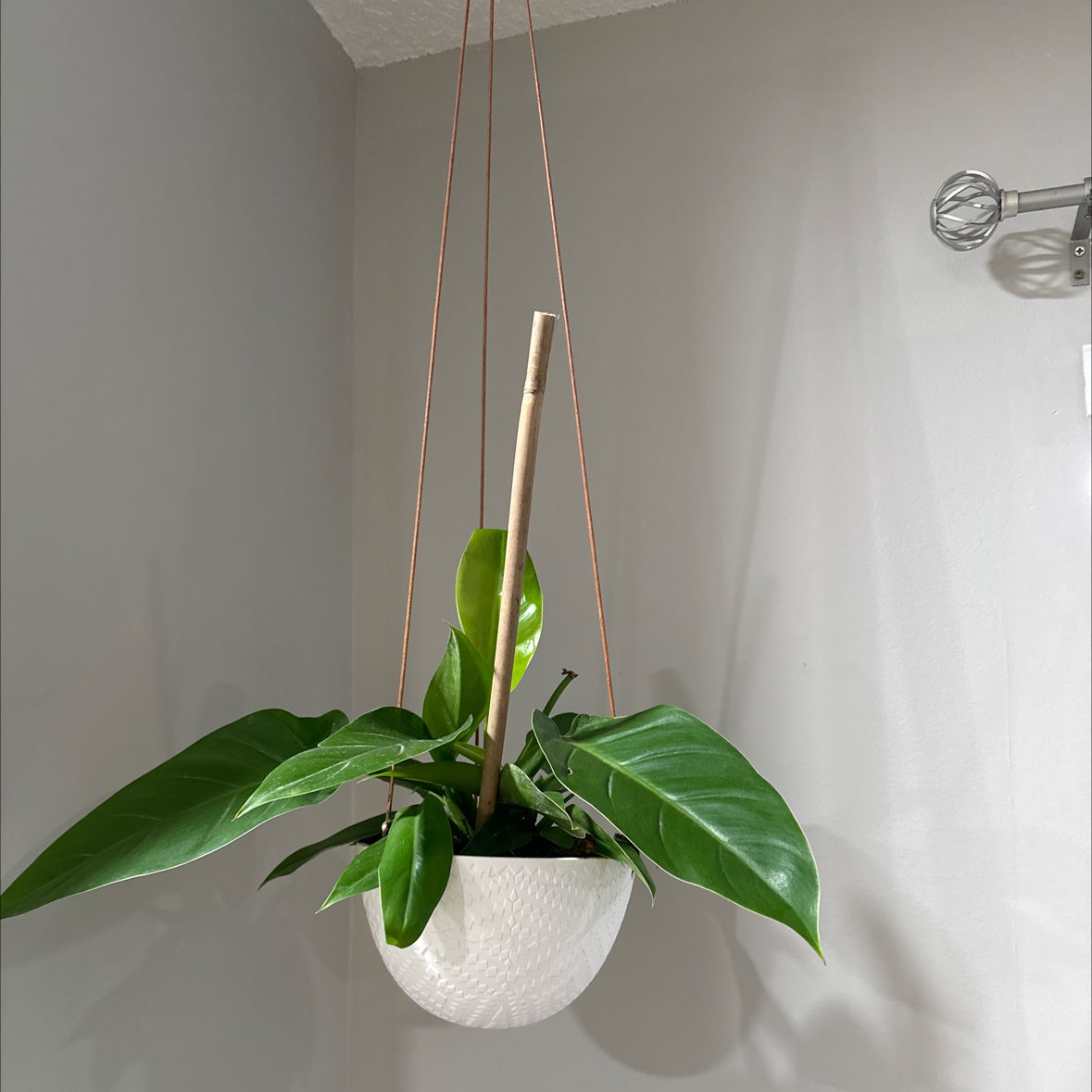 Philodendron 'Imperial Green' in a hanging pot with vibrant green leaves.