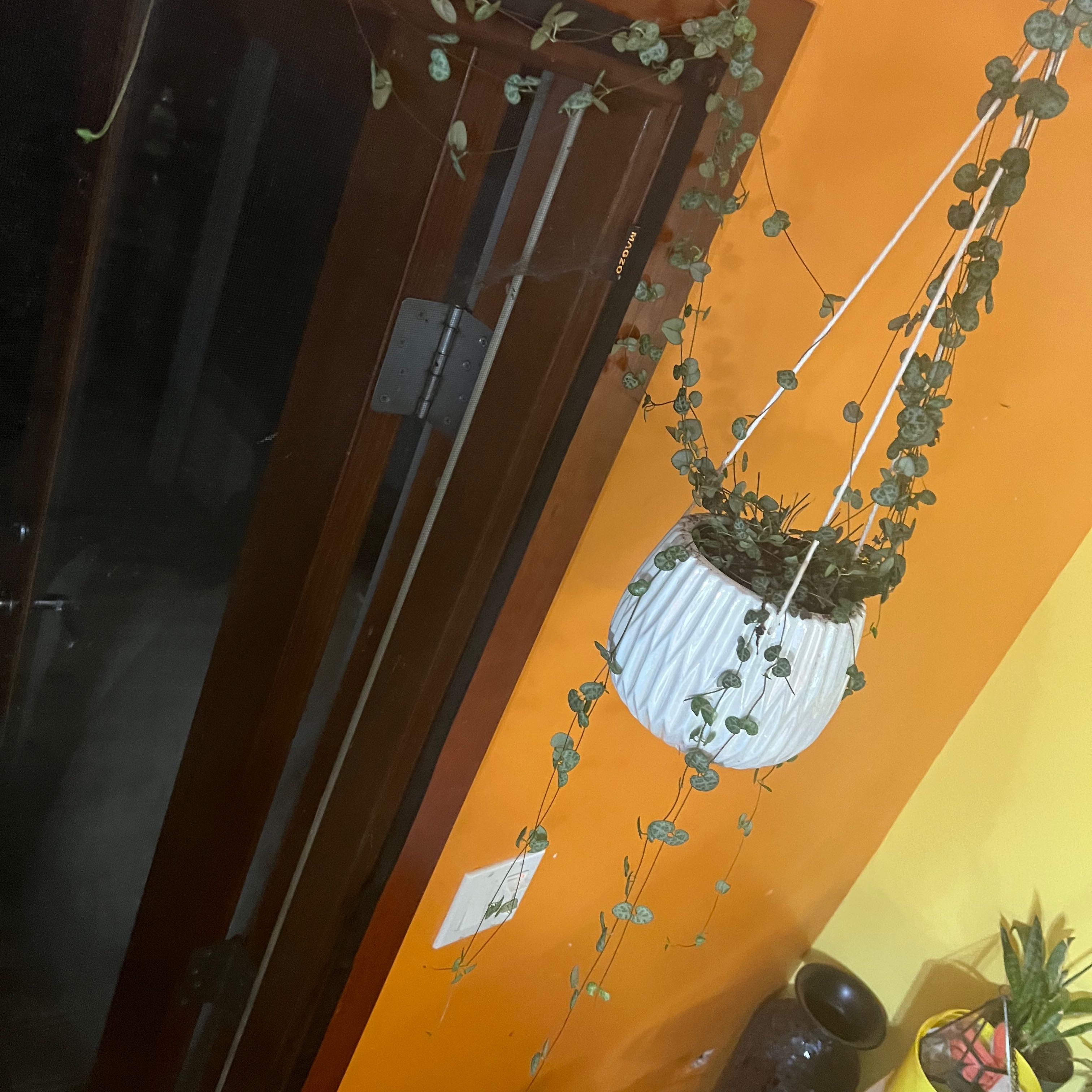 String of Hearts 'Silver Glory' hanging plant with trailing vines and heart-shaped leaves.