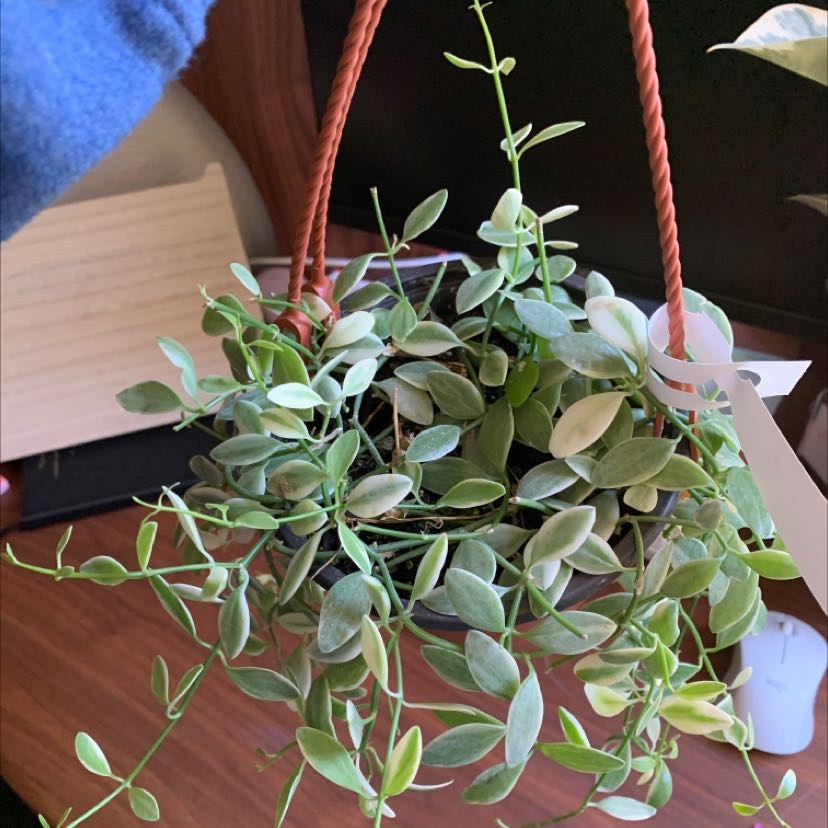 Hanging Dischidia oiantha 'Variegata' plant with variegated leaves.