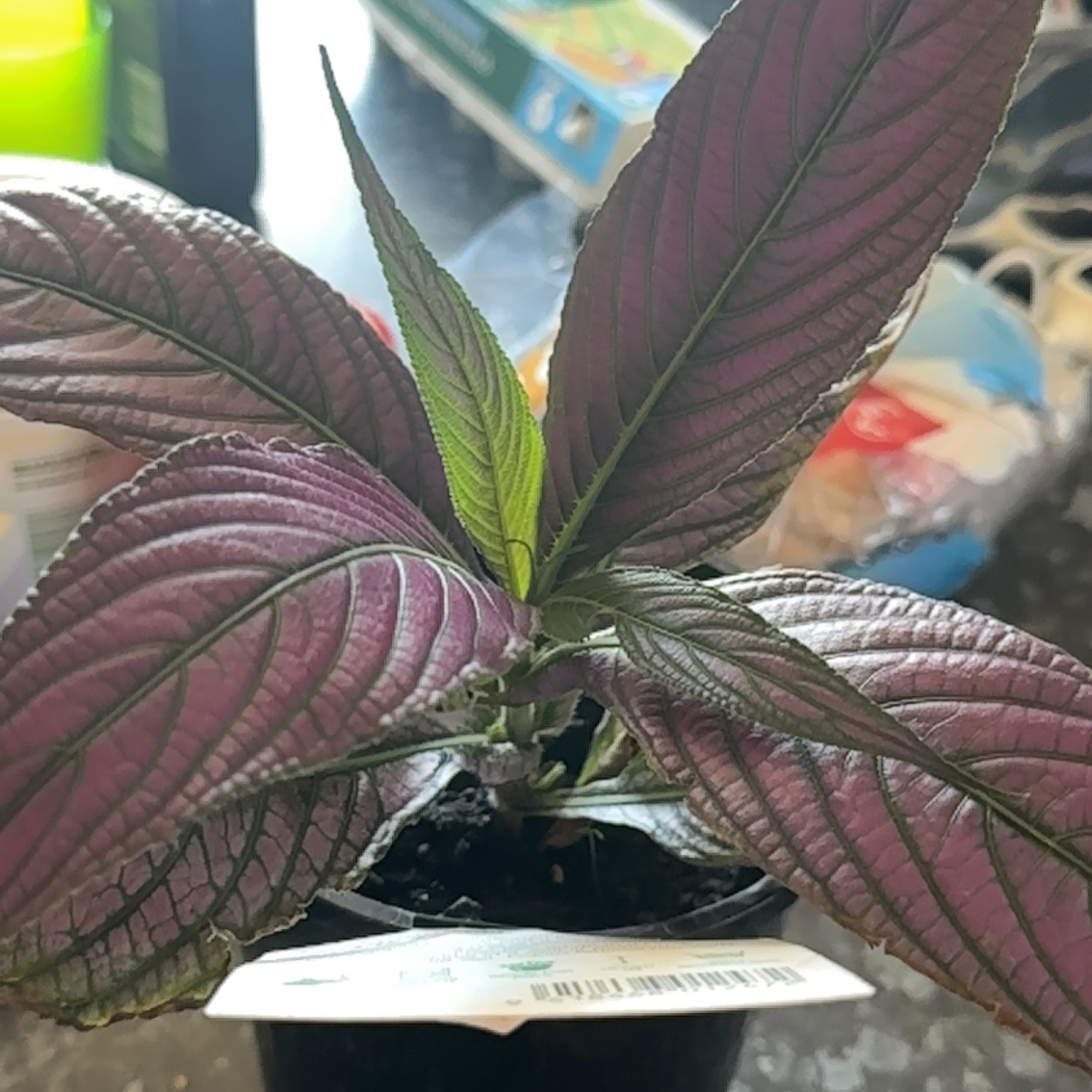 Photo of the plant species persian shield by @ZealousPegaropa named Purple power on Greg, the plant care app