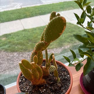 Bunny Ears Cactus plant in Madison, Wisconsin