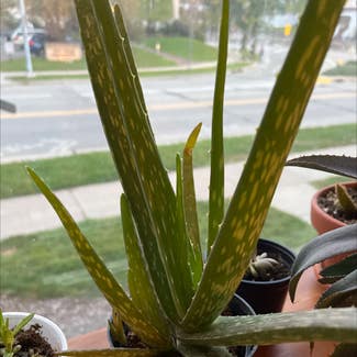 Aloe Vera plant in Madison, Wisconsin