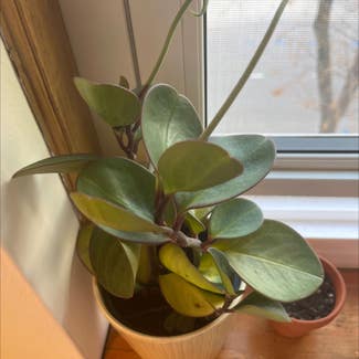 Baby Rubber Plant plant in Madison, Wisconsin