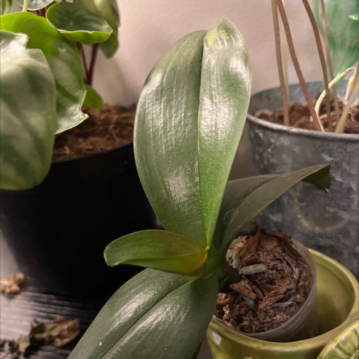 Aphrodite's Phalaenopsis plant with broad, glossy green leaves in a pot.