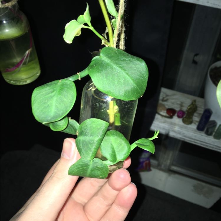 Plant care for Stone's Marcgravia on Greg, the plant care app