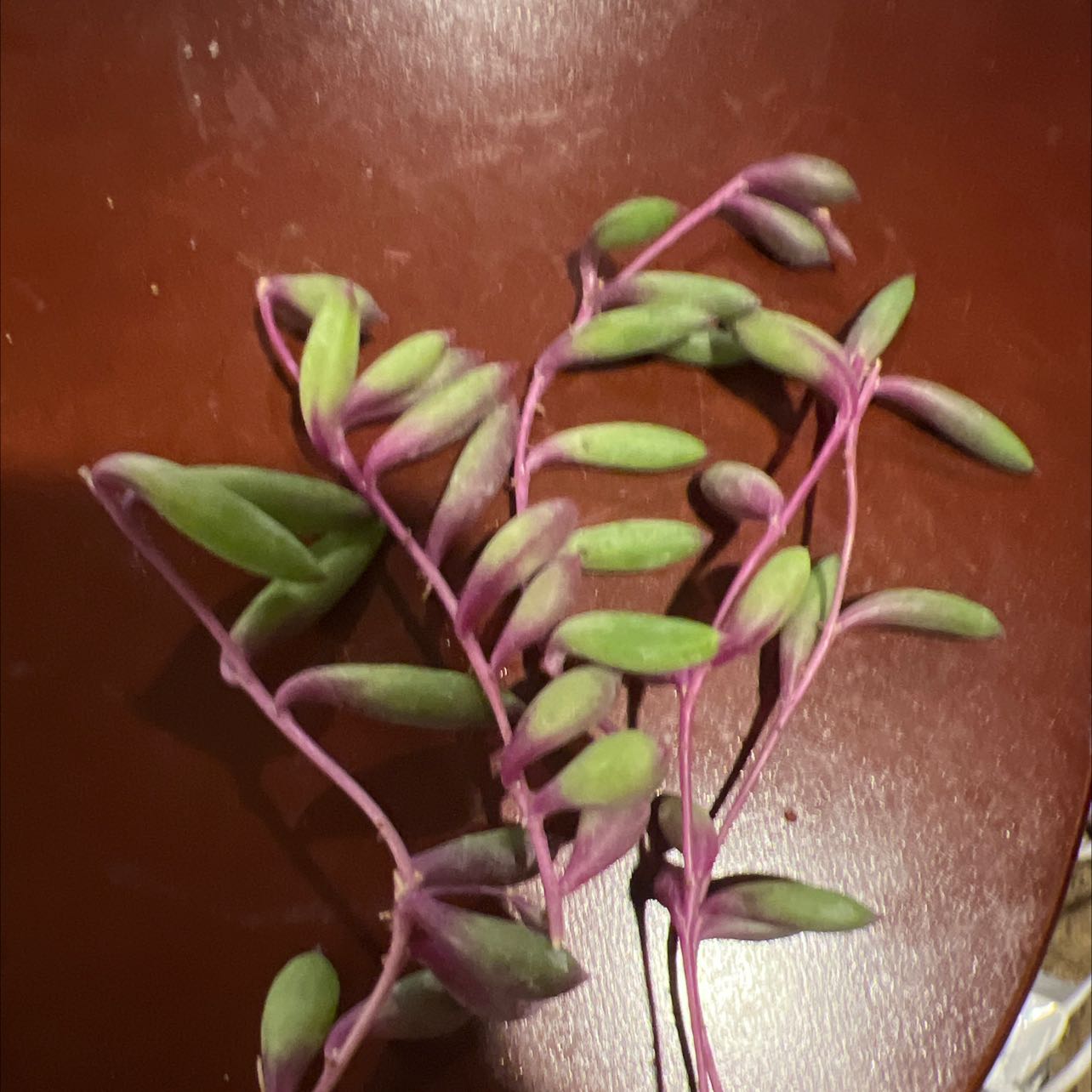 Plant care for Ogilvie's Spring Beauty on Greg, the plant care app