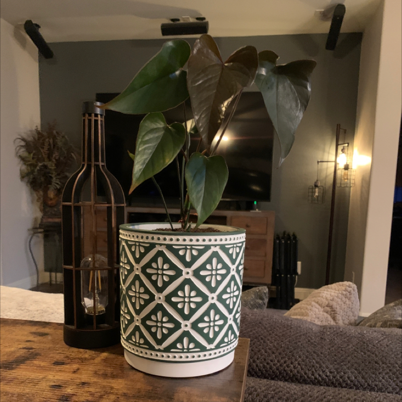 Colocasia 'Black Beauty' plant in a decorative pot indoors, with dark, glossy leaves.