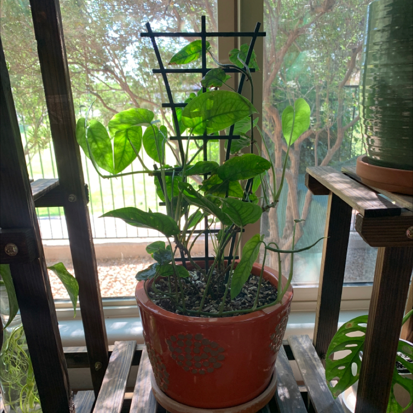 Monstera siltepecanna plant in a pot with a trellis, placed on a wooden shelf near a window.