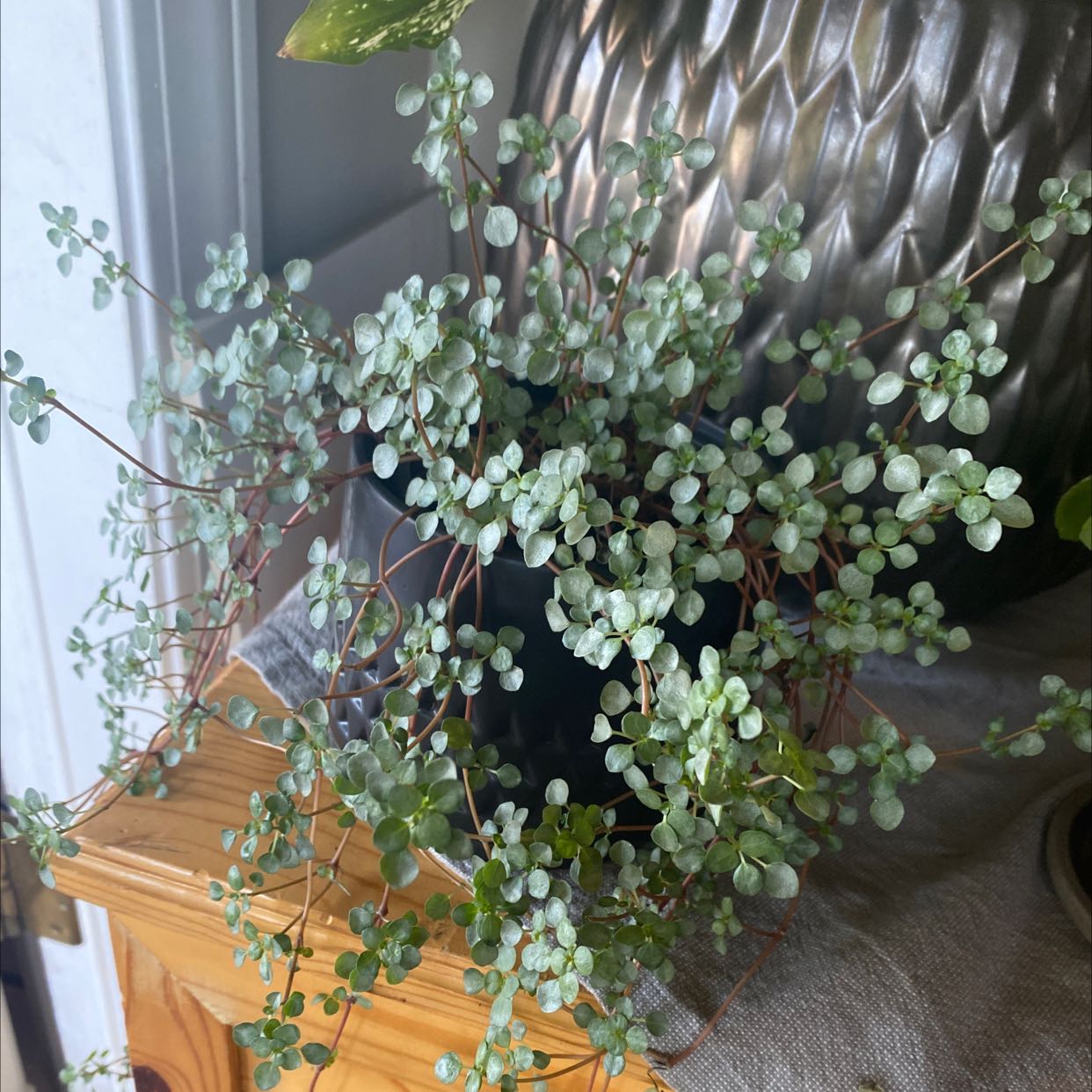 Pilea 'Silver Sparkle' plant in a pot, healthy and well-framed.