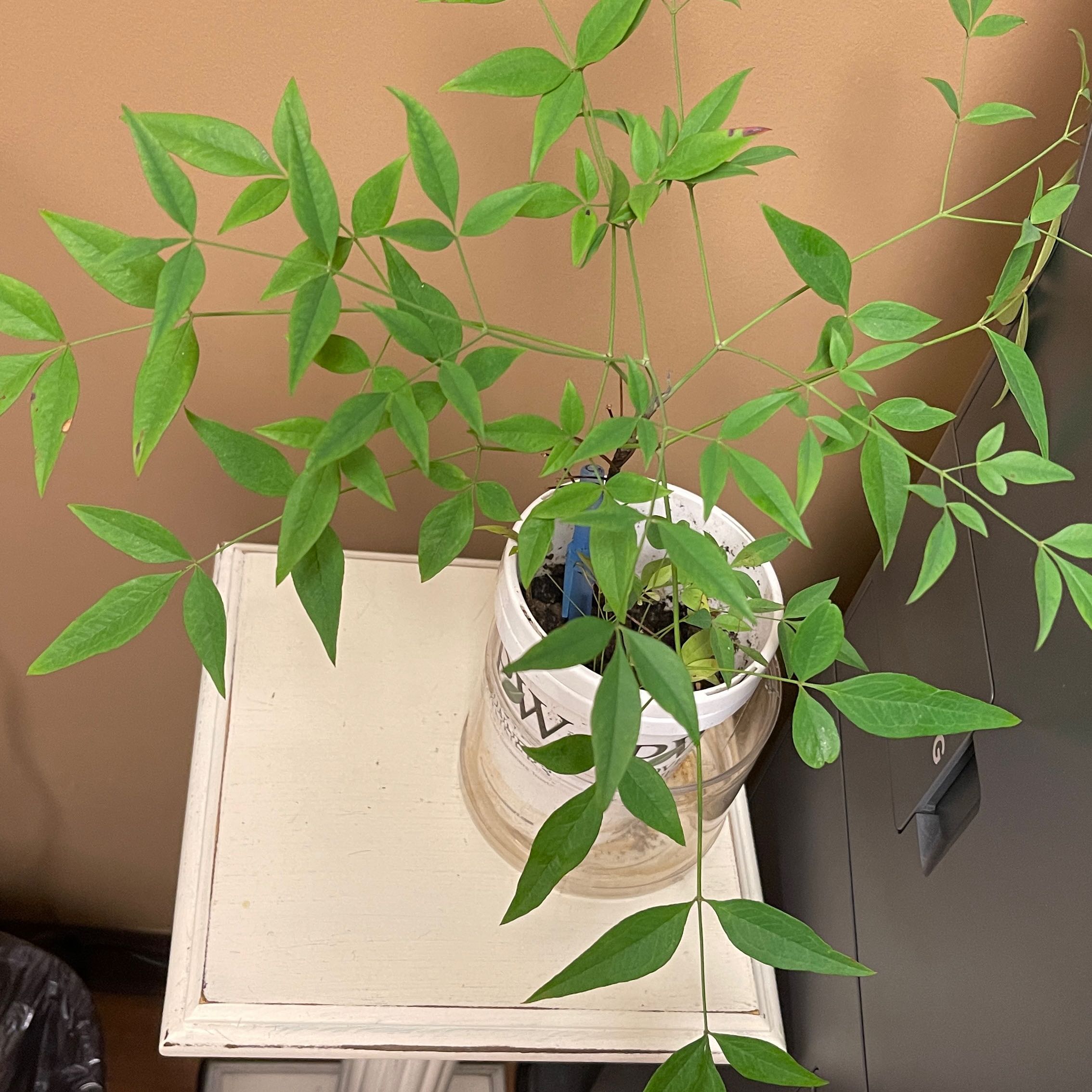 A healthy Sacred Bamboo plant in a white pot with slender green leaves.