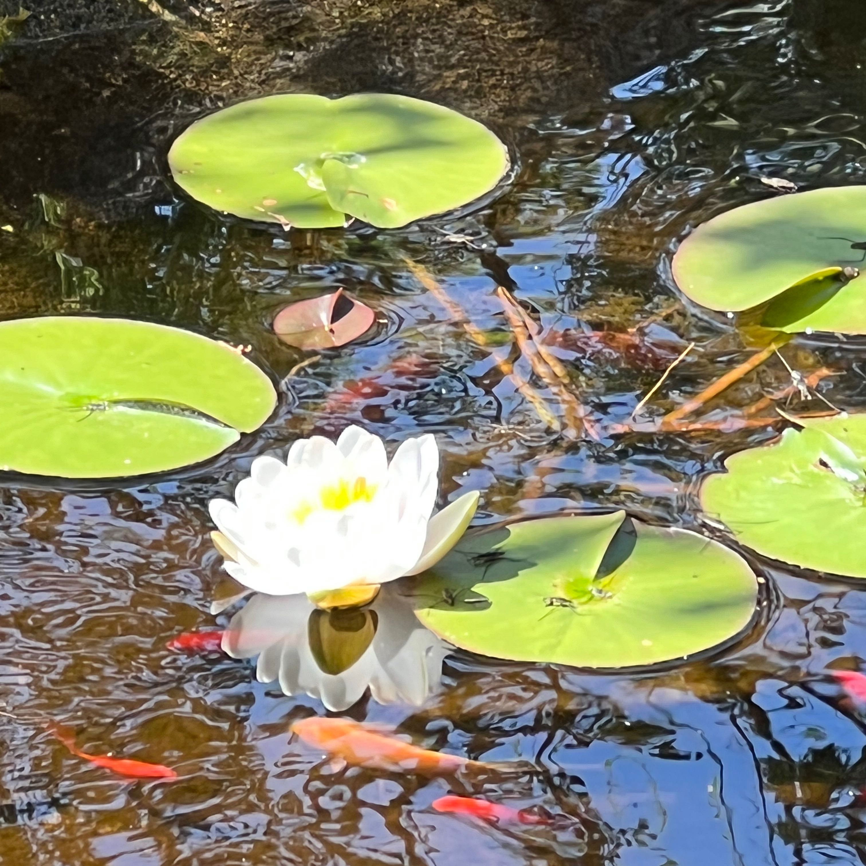 Plant care for Nymphaea 'Lucky Red' on Greg, the plant care app