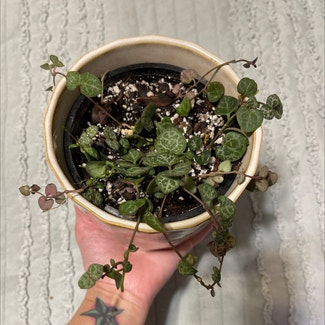 String of Hearts plant in Springtown, Texas
