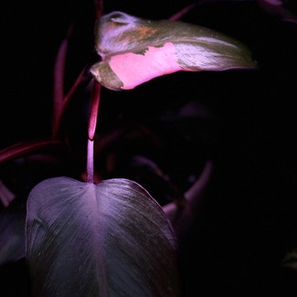 Pink Princess Philodendron plant in Springtown, Texas