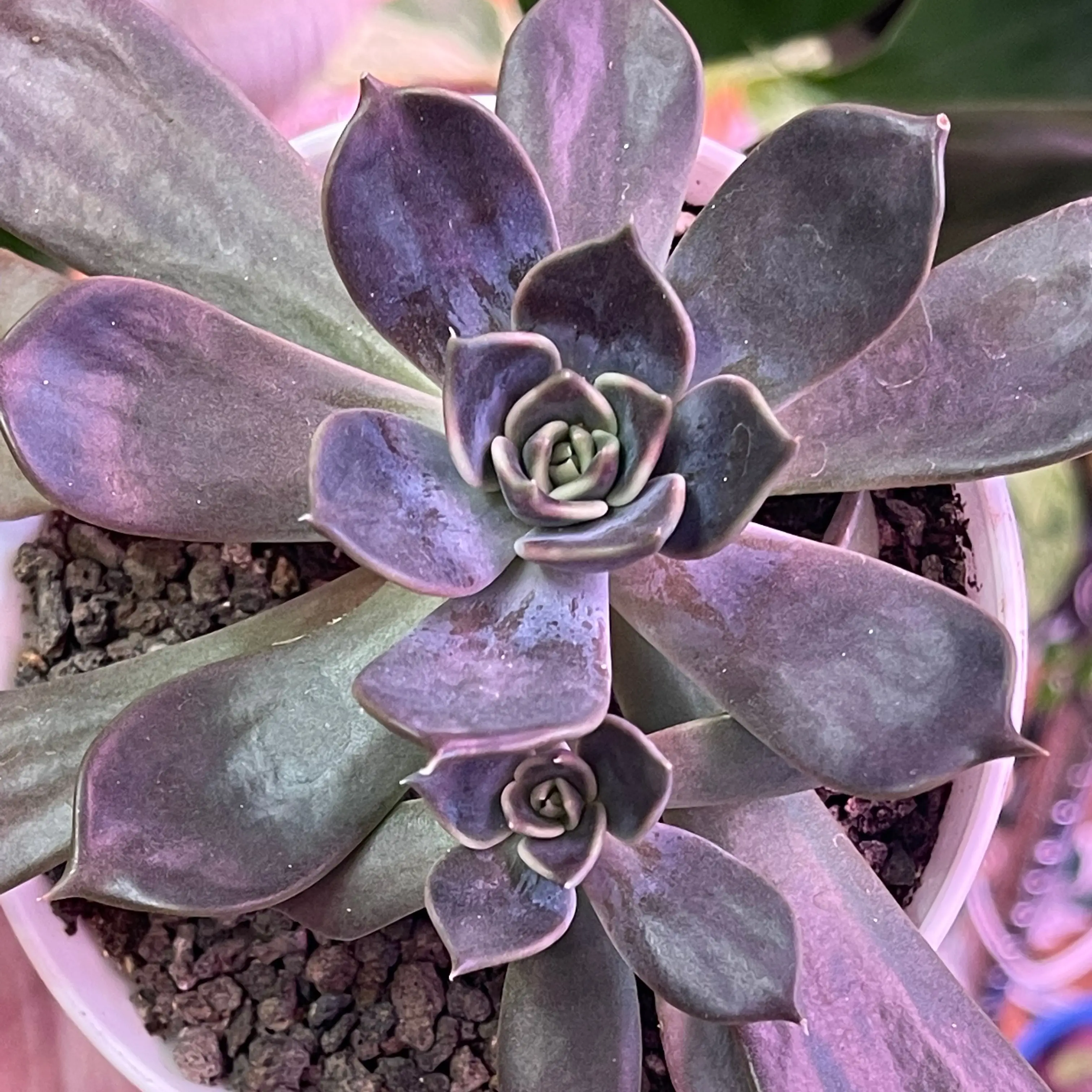 Photo of the plant species subra by @Propa named Echeveria Subra on Greg, the plant care app