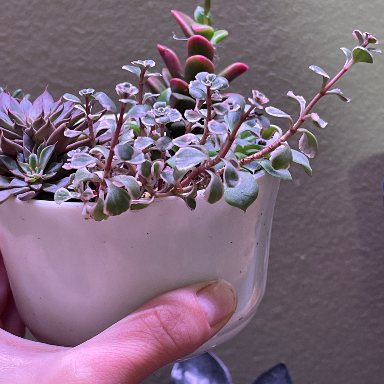 Photo of the plant species Tricolor Stonecrop by @Propa named Tricolor Sedum 3 (rescue) on Greg, the plant care app