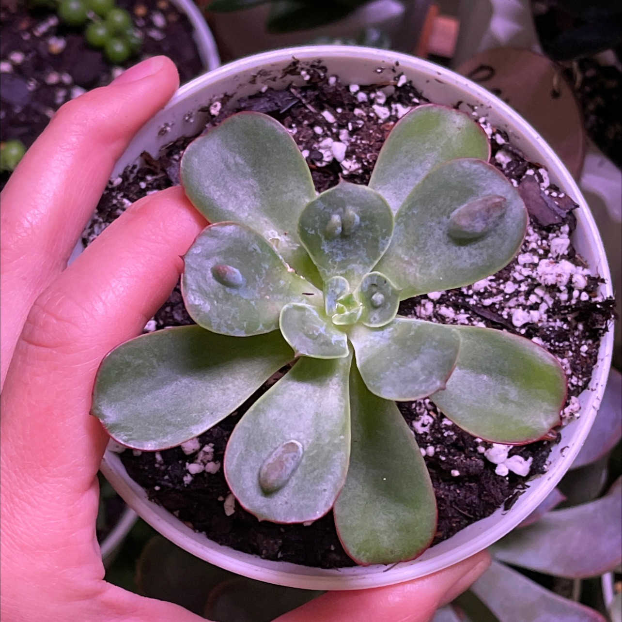 Raindrops Echeveria succulent in a small pot, held by a hand.