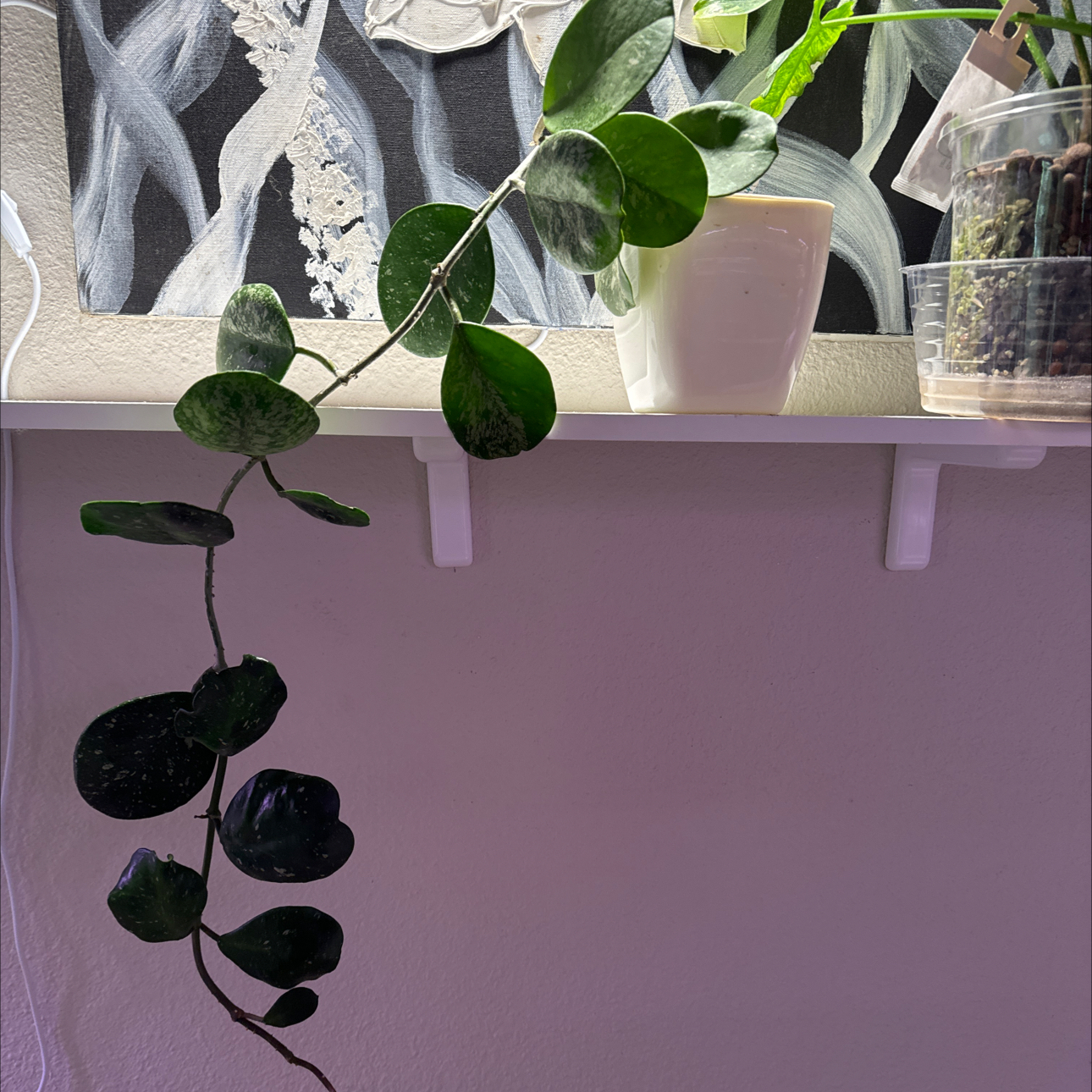 Splash Hoya Obovata plant with round, dark green leaves, well-framed and healthy.