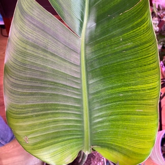 variegated birds of paradise plant in Springtown, Texas