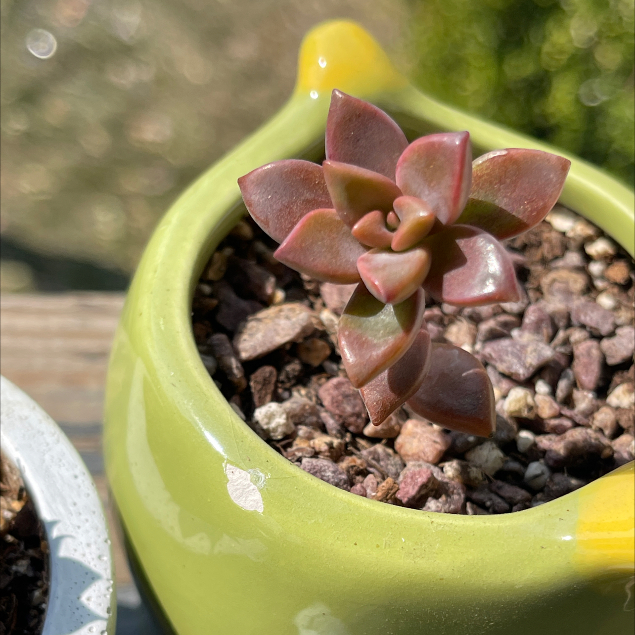 Graptosedum 'Bronze' succulent in a green pot with rocky soil, well-lit and healthy.