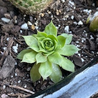 Hens and Chicks plant in Springtown, Texas