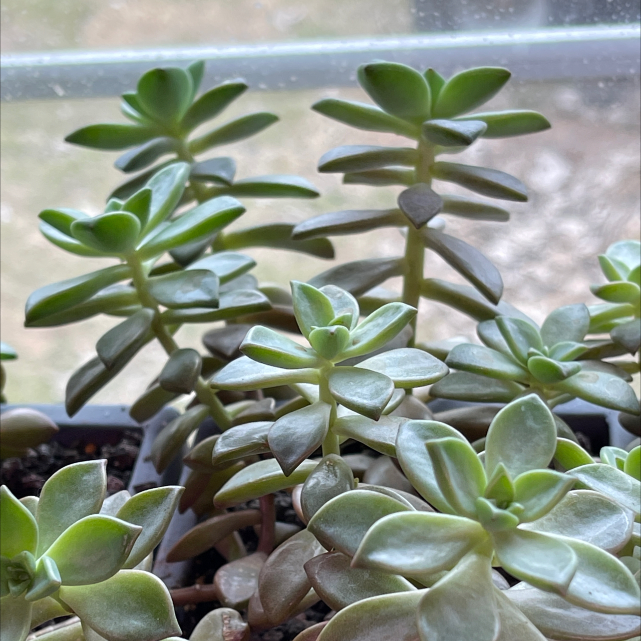 Graptosedum 'Bronze' succulent with multiple stems and fleshy green leaves.