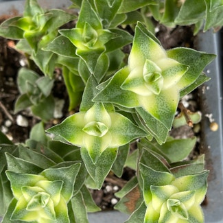 Variegated String of Buttons plant in Springtown, Texas