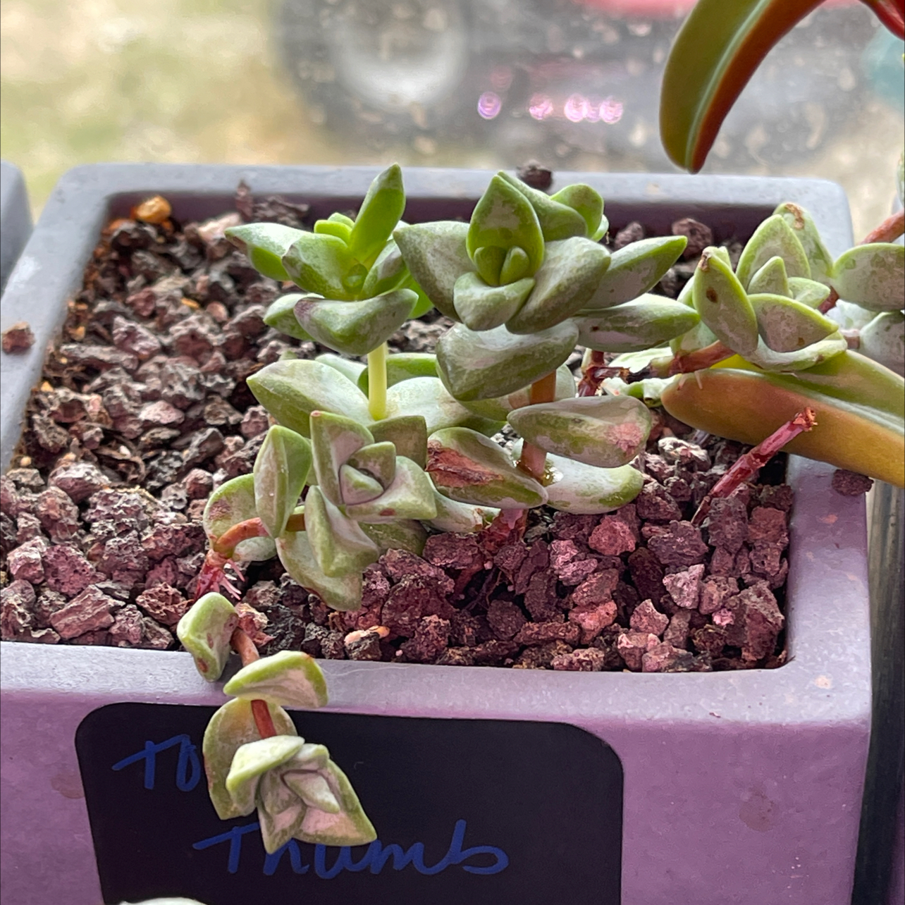 Succulent plant labeled 'Tom Thumb' in a pot with well-draining soil.
