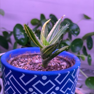 Variegated Aloe Nobilis plant in Springtown, Texas