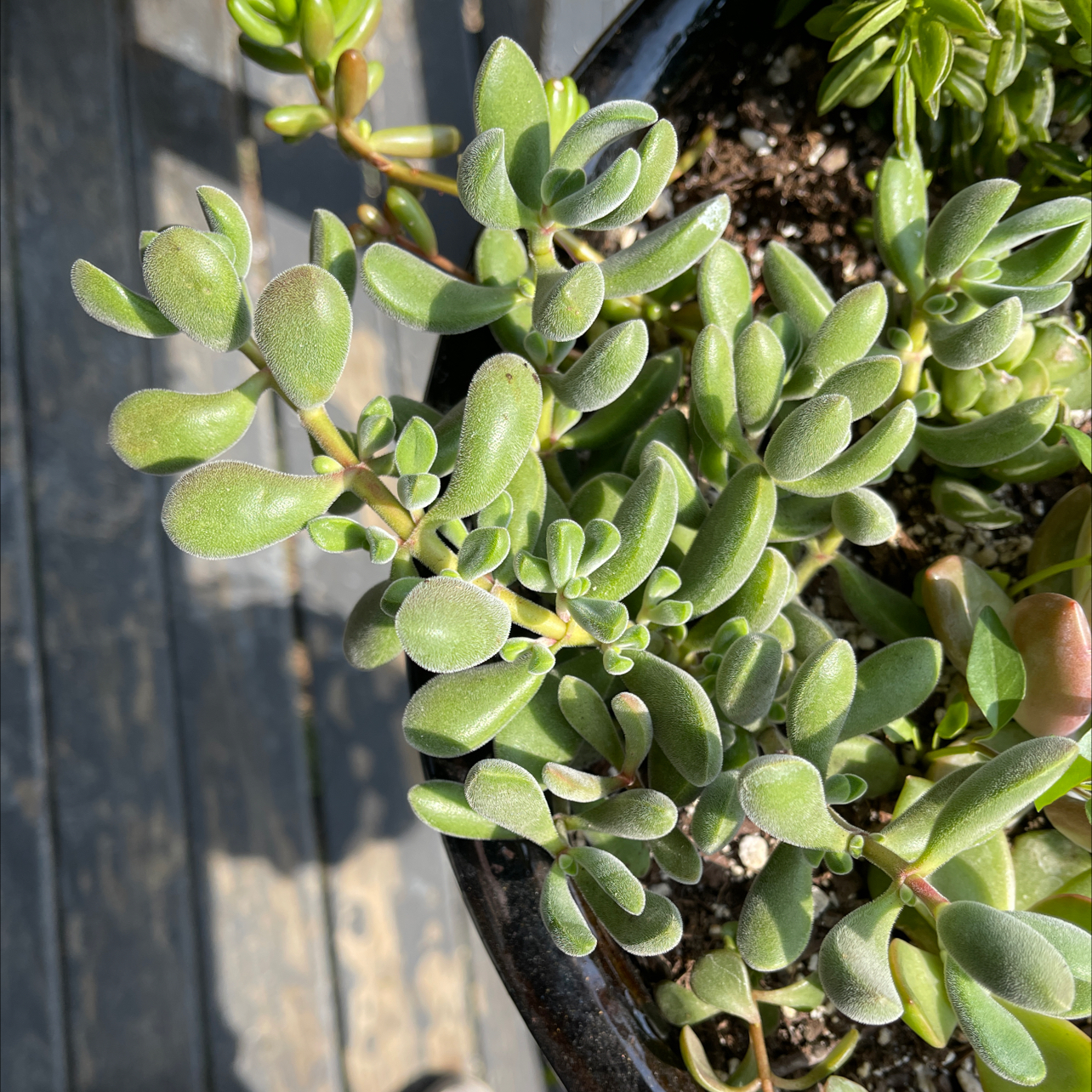 Healthy Crassula rogersii plant with green, fleshy leaves in a pot.