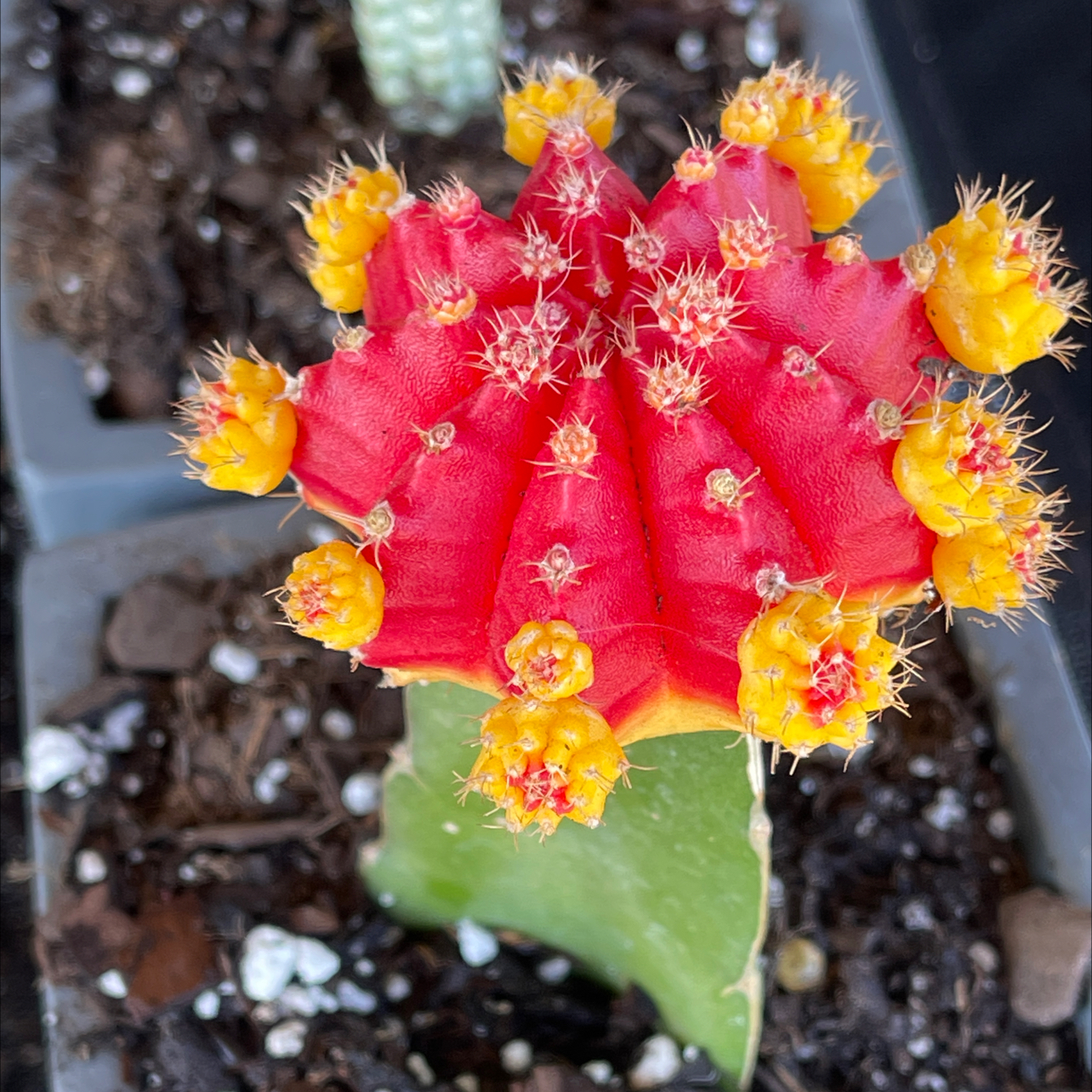 Photo of the plant species Moon Cactus by @Propa named Cactus-Moon on Greg, the plant care app