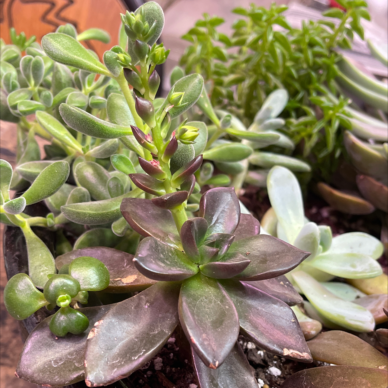 Echeveria 'Licorice' succulent plant with healthy, fleshy leaves in a pot.