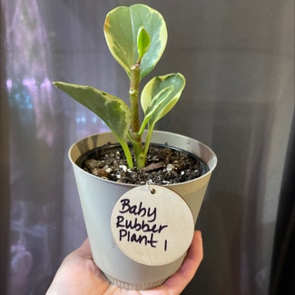 Baby Rubber Plant plant in Springtown, Texas
