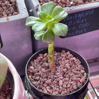 Crassula Platyphylla variegated plant in Springtown, Texas