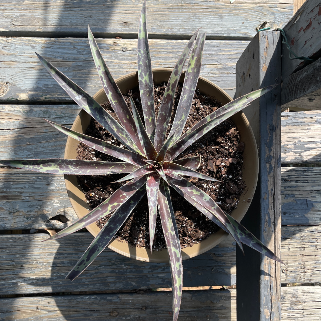 Photo of the plant species Texas tuberose by @Propa named Lavender mangave rescue3 on Greg, the plant care app