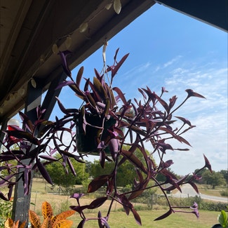 Purple Heart plant in Springtown, Texas