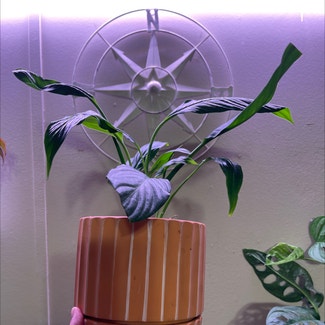 Peace Lily plant in Springtown, Texas