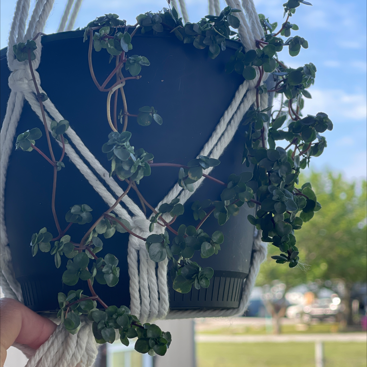 Hanging potted plant with small green leaves in a white macrame hanger.